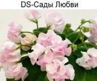DS-Сады Любви (Диметрис)