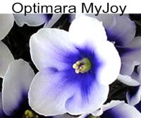 Optimara My Joy