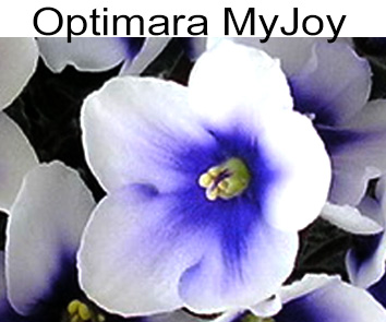 Optimara My Joy (M. Holtkamp)