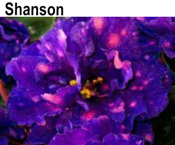 Shanson ( LLG/Sorano)