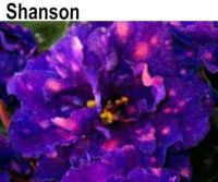 Shanson