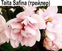 Taita Safina НОВИНКА КАТАЛОГА!