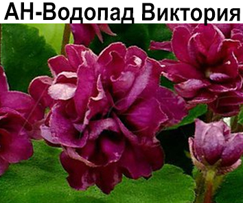 АН-Водопад Виктория (Андреева)