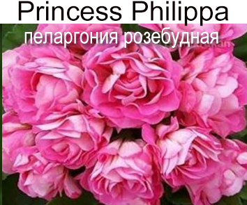 Пеларгония розебудная  Filippa