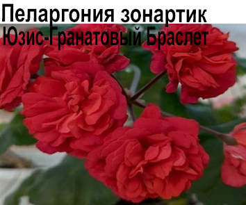 Пеларгония розебудная  зонартик Юзис-Гранатовый Браслет  НОВИНКА КАТАЛОГА!