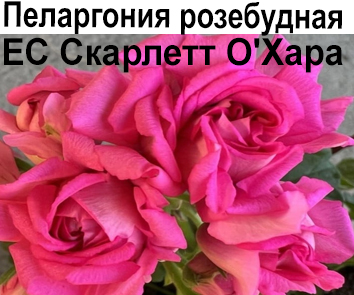 Пеларгония розебудная  Скарлет О'Хара