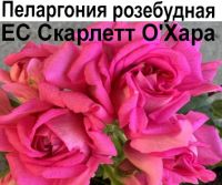 Скарлетт О'Хара
