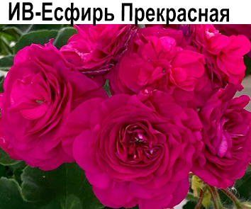 Пеларгония розебудная  Эсфирь Прекрасная
