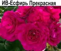 Есфирь Прекрасная