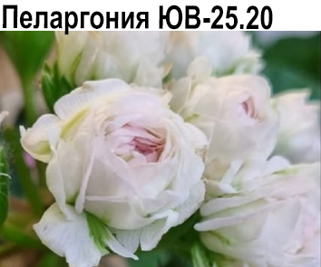 Пеларгония розебудная  ЮВ-25.20   НОВИНКА КАТАЛОГА!
