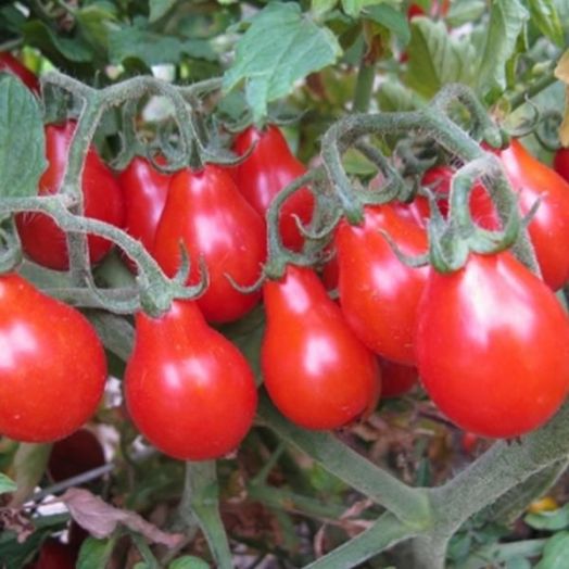 Томат индетерминантный Груша красная, 50шт семян