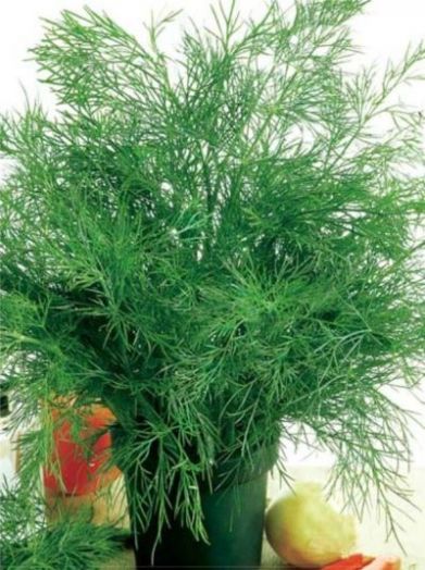 Укроп ГРИБОВСКИЙ, 100г семян