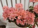 Bonny № 0904