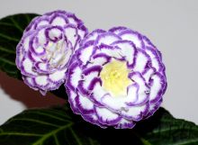 ЕН-Сила Океана (сел.Е.Николаева)