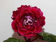 ЕН-Яркий Макияж (сел.Е.Николаева) Новинка 2025!