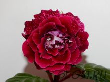 ЕН-Яркий Макияж (сел.Е.Николаева) Новинка 2025!