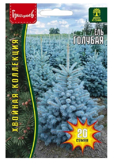Ель Голубая