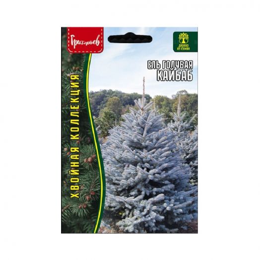 Ель голубая Кайбаб