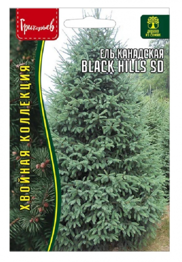 Ель канадская Black Hills