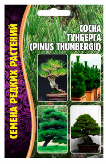 Сосна Тунберга (Pinus thunbergii)