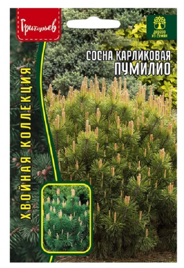 Сосна Пумилио карликовая