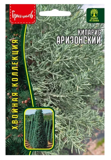 Кипарис Аризонский