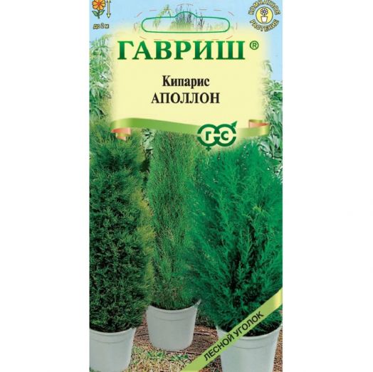 Кипарис вечнозеленый Апполон