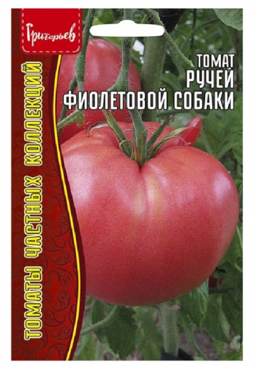 Томат Ручей Фиолетовой Собаки