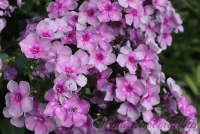 Флокс 'Пересмешник' / Phlox 'Peresmeshnik'