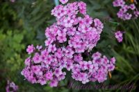 Флокс 'Пересмешник' / Phlox 'Peresmeshnik'