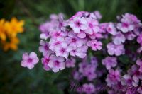 Флокс 'Пересмешник' / Phlox 'Peresmeshnik'