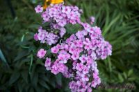 Флокс 'Пересмешник' / Phlox 'Peresmeshnik'