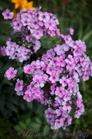 Флокс 'Пересмешник' / Phlox 'Peresmeshnik'