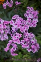 Флокс 'Пересмешник' / Phlox 'Peresmeshnik'