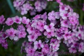 Флокс 'Пересмешник' / Phlox 'Peresmeshnik'