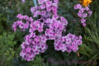 Флокс 'Пересмешник' / Phlox 'Peresmeshnik'