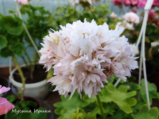 Eras Patricia № 1102