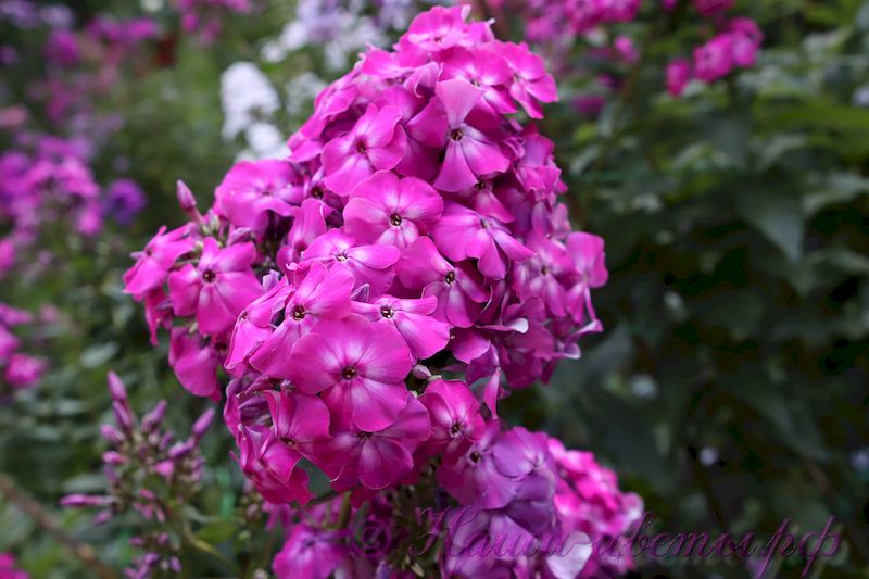 Флокс 'Брейкданс' / Phlox ' Breakdance'