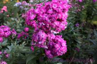 Флокс 'Брейкданс' / Phlox ' Breakdance'