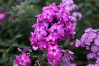 Флокс 'Брейкданс' / Phlox ' Breakdance'