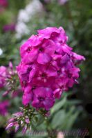 Флокс 'Брейкданс' / Phlox ' Breakdance'