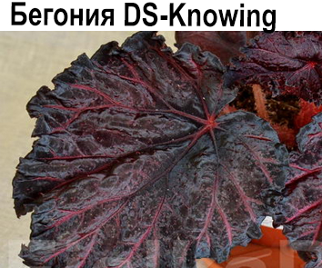 Бегония DS-Knowing