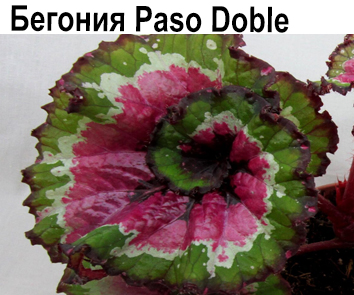 Бегония Paso Doble  НОВИНКА КАТАЛОГА!
