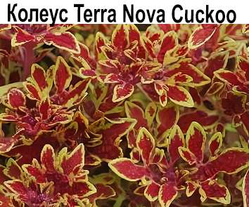 Колеус Terra Nova Cuckoo  НОВИНКА КАТАЛОГА!