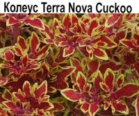 Колеус Terra Nova Cuckoo