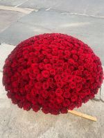 301 роза 301 роза