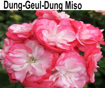 Пеларгония густомахровая Dung-Geul-Dung Miso