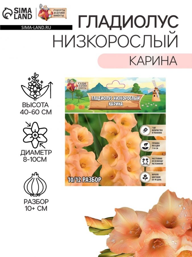 Гладиолус Низкорослый «Карина», луковица цветов в пакете с перфорацией, р-р 10+, 7 шт.