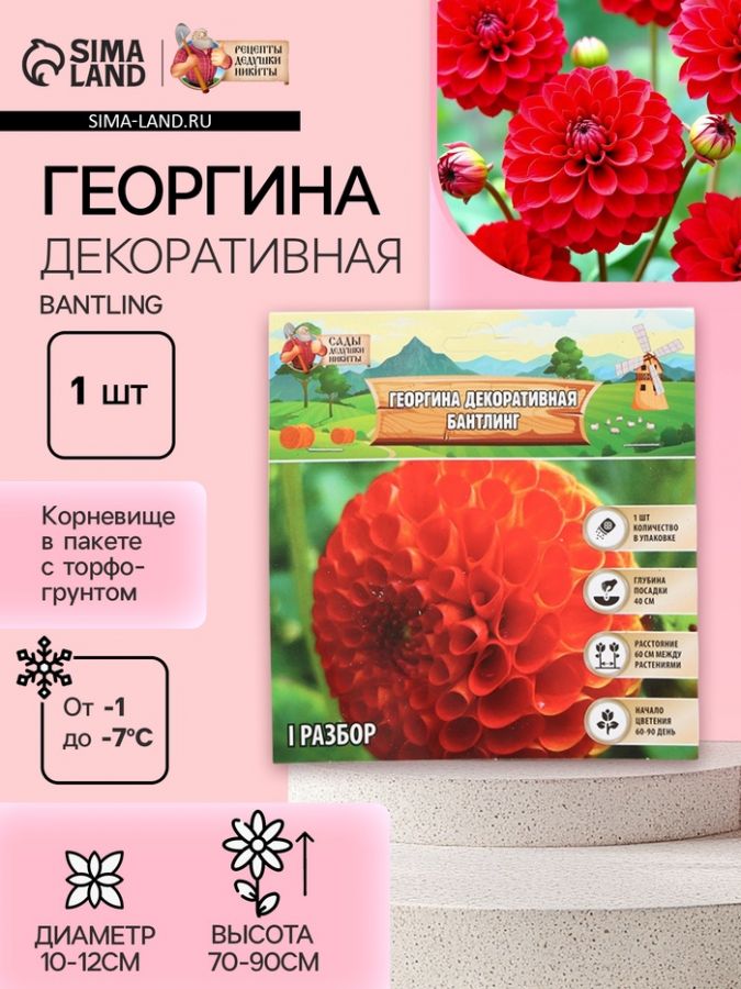 Георгина Декоративная BANTLING, клубнелуковица в упаковке, р-р I, 1 шт.