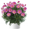 Аргирантемум ANGELIC GIANT PINK
